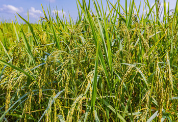 Rice fields in northern Thailand (Thailand is one of the three largest rice exporters in the world)