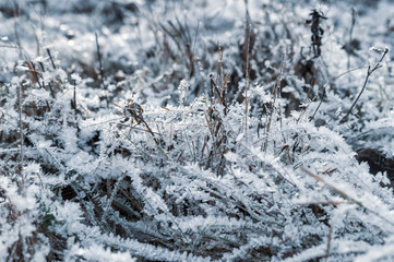 the grass is covered with frost macro photo