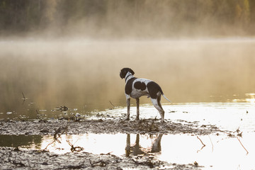 Dog english pointer