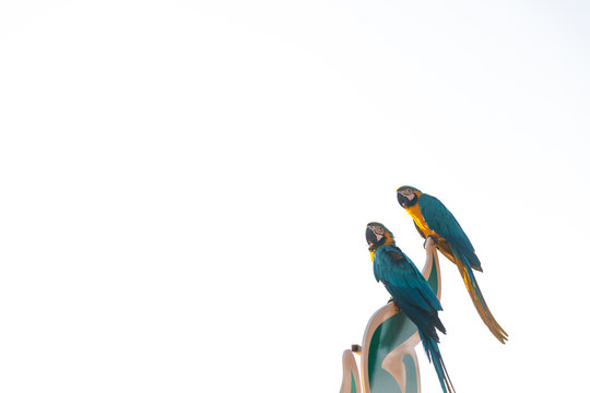 A couple of Blue yellow macaw parrot bird are on the post together looking at camera against white sky in morning