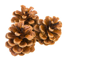 drei Zapfen, weisser Hintergrund