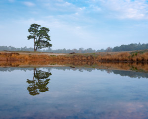 lone pine tree reflected in water of pond on the heath near zeist in holland