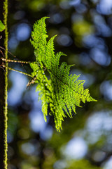 The light and shadow of the rainforest in Doi Inthanon, Chiang Mai, Thailand