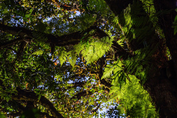 The light and shadow of the rainforest in Doi Inthanon, Chiang Mai, Thailand