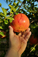 Farmer's hand holding a ripe pomegranate
