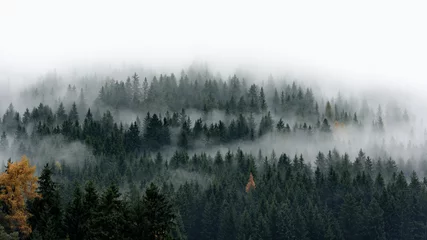 Gordijnen Low cloud layers covering alpine mountain forest in South Tyrol, Italy. © valdisskudre