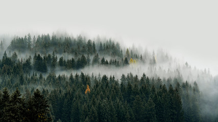 Low cloud layers covering alpine mountain forest in South Tyrol, Italy.