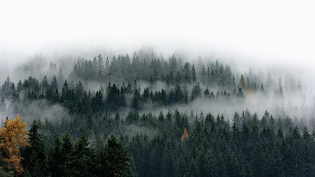 Fototapeta Low cloud layers covering alpine mountain forest in South Tyrol, Italy.
