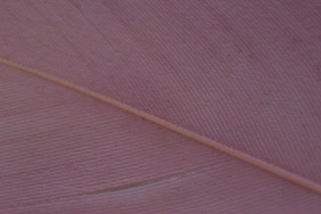 Closeup of a pen. the veins of the pen when zoomed in