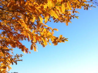 メタセコイアの紅葉