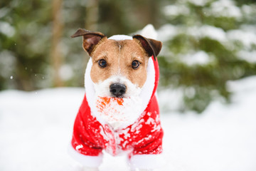 Closeup portrait of dog wearing red festive New Year and Christmas costume