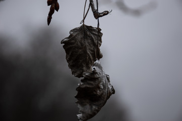 blackened linden leaves from frost
