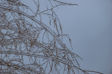 Fototapeta premium stems of a plant covered with ice