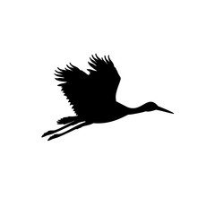 Silhouette of flying stork. Animal bird.