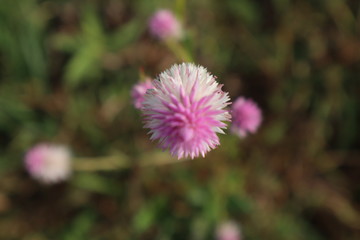 flower in garden