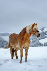 Beautiful brownish horse in Italian Alps during winter, South tyrol region / Eveining with fog in background