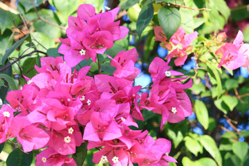 Beautiful pink red bougainvillea blooming, Bright pink red bougainvillea flowers as a floral background,Bougainvillea flowers texture and background,Close-up Bougainvillea tree with flowers