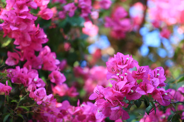 Beautiful pink red bougainvillea blooming, Bright pink red bougainvillea flowers as a floral background,Bougainvillea flowers texture and background,Close-up Bougainvillea tree with flowers