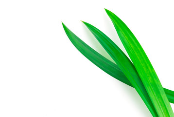 Fresh pandan leave isolated on white background with clipping path