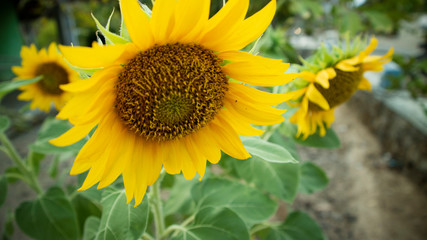 Fototapeta premium Soft focus- Beautiful sunflowers in summer. Suitable for use as an ornament or background image