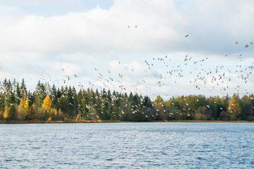 A big flock of barnacle gooses is flying above the river Kymijoki. Birds are preparing to migrate south.