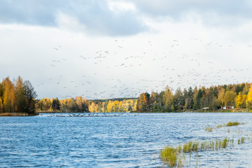 A big flock of barnacle gooses is flying above the river Kymijoki and sitting on water. Birds are preparing to migrate south.