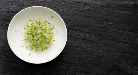 Red Clover Sprouts, Micro Green Healthy Eating Concept