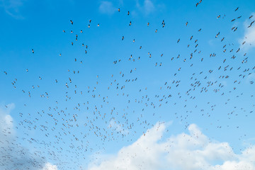 A big flock of barnacle gooses is flying on a blue sky background. Birds are preparing to migrate south.