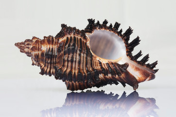 sea shell isolated on white background