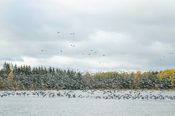 A big flock of barnacle gooses is taking off from the river Kymijoki. Birds are preparing to migrate south.