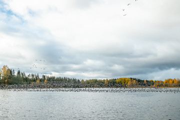 A big flock of barnacle gooses is taking off from the river Kymijoki. Birds are preparing to migrate south.