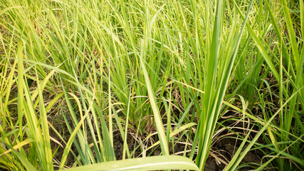 Expanse of sugar cane is about 3 months old. Basic ingredients for making sugar and other sweeteners with good business value