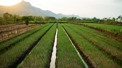 Fototapeta na wymiar Onion plantations, one type of agriculture other than rice which has high business value as cooking ingredients