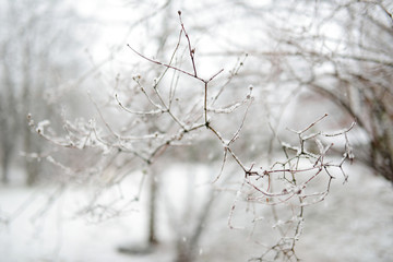 Branches covered with snow on winter day