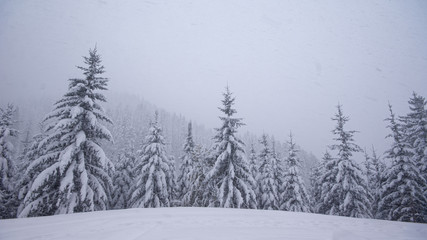 Fototapeta premium Winterlandschaft mit verschneiten Bäumen