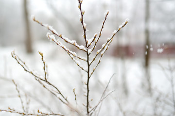 Branches covered with snow on winter day