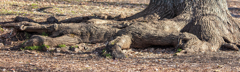 Fototapeta na wymiar Big roots on a tree in the park