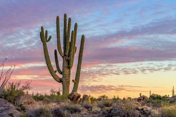 Fototapeten Großer Kaktus mit lebendigen Sonnenuntergangswolken und -himmeln I © Ray Redstone