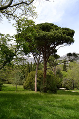 Beautiful tree with a round crown in the Crimean Park 