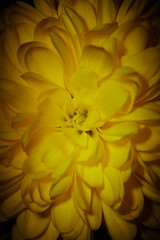 Yellow chrysanthemum on black background.
