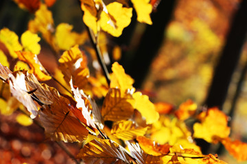 Autumn coloured branch