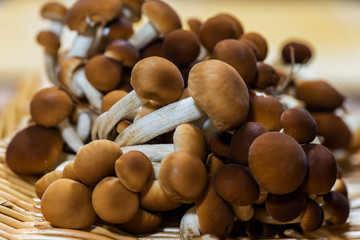 Cyclocybe aegerita macro blurred photo
