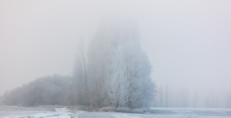 Trees in the snow and fog at dawn
