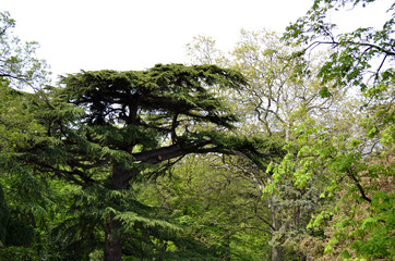 Beautiful tree with a round crown in the Crimean Park 