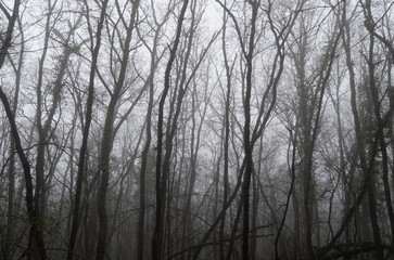 Fog in the spring forest after rain
