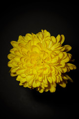 Yellow chrysanthemum on black background with a copy space background for text paste