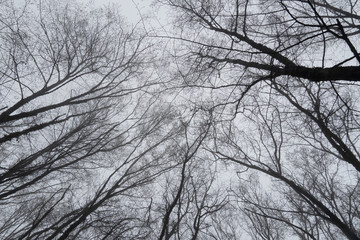 Fototapeta na wymiar Mysterious forest in the fog. Trunks and tree branches in the spring in the mountains