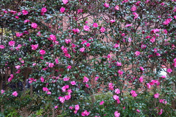 雨に濡れたピンクの山茶花の花