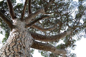 Beautiful tree with a round crown in the Crimean Park 