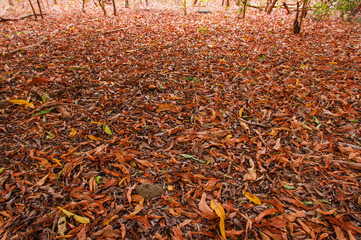 dry leaves form natural colored carpet